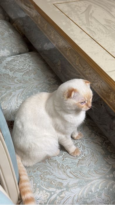 Продам кота веслоухая