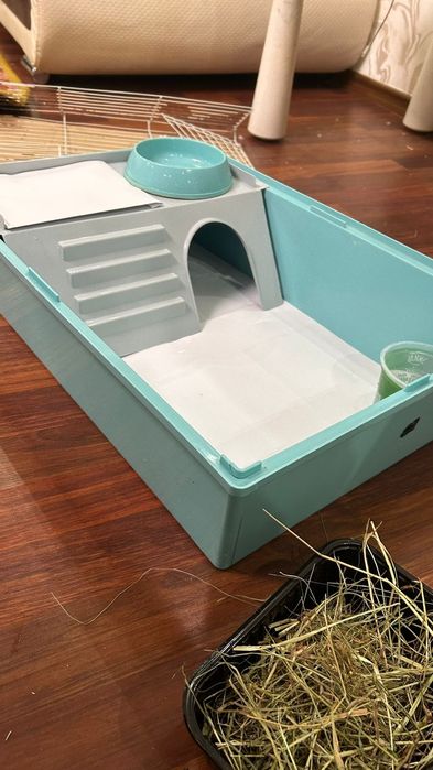 Продается декоративный кролик.