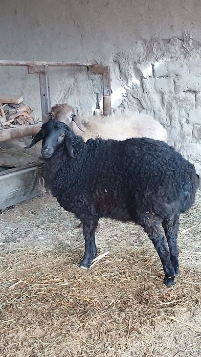 Zotdor qoʻzilar sotiladi 2dona