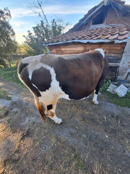 Продавам Крава в 8ми месец