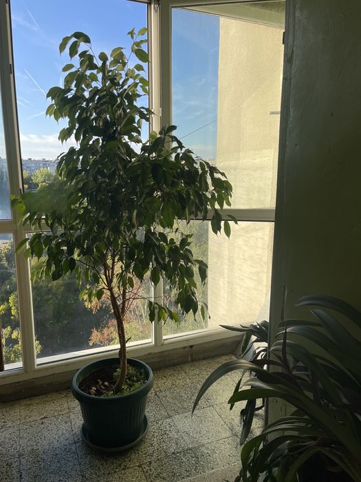 Продавам Фикус Бенджамин