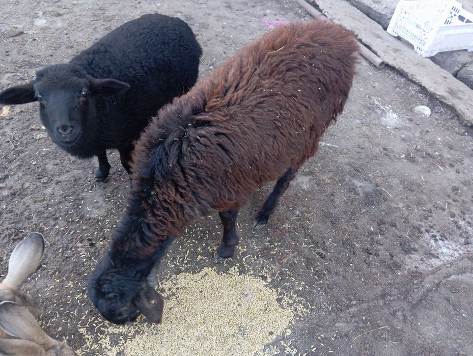 Продам ягнят двух