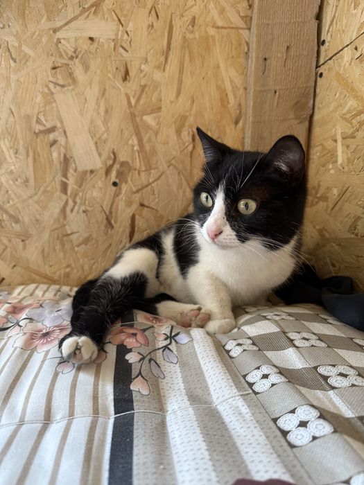 Кошечка в добрые руки Актау