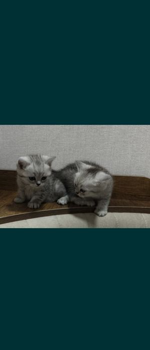 Продаются котята срочно