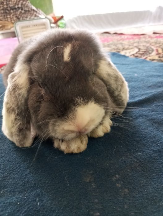 quyon французский baran