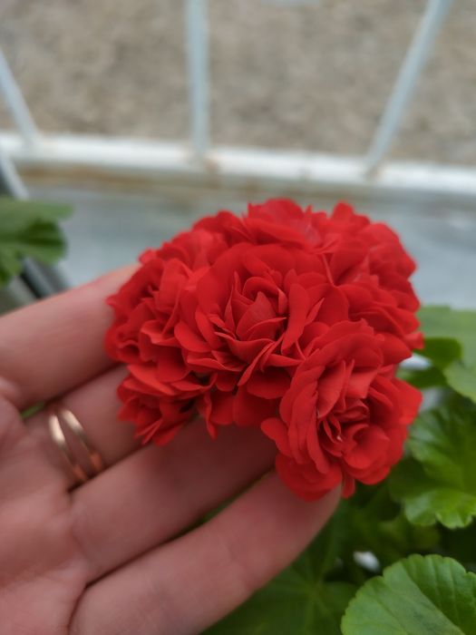 Пеларгония. Герань