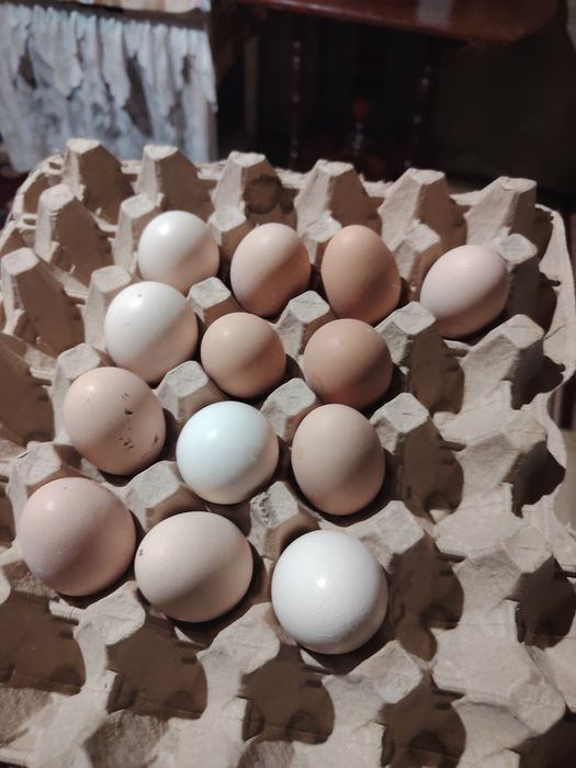 Бойцовский яйца жұмыртқа сатылады