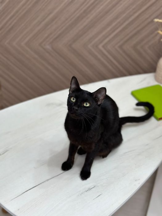 Кошка в хорошие руки