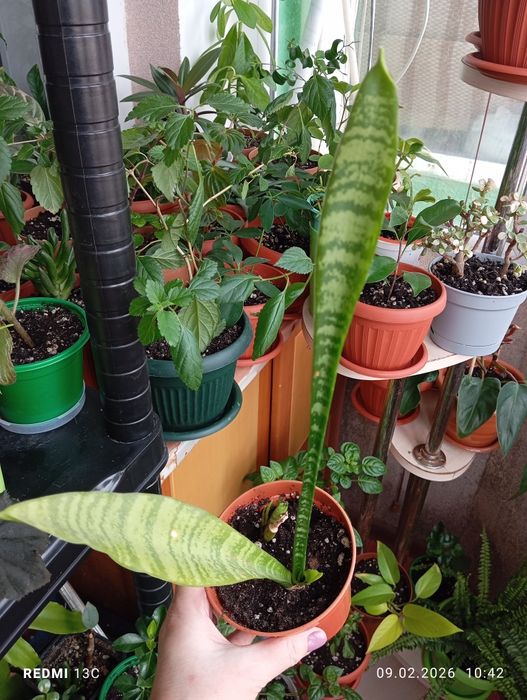 Продам комнатные растения