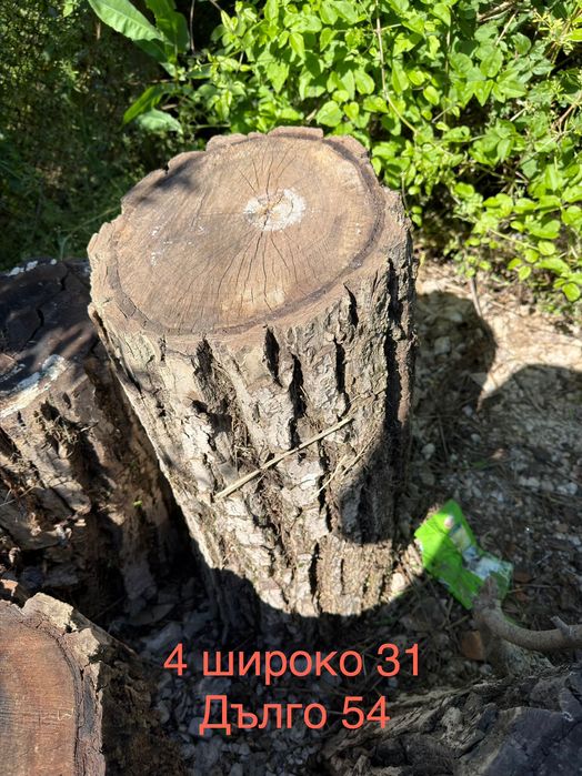 Дървета за продаване