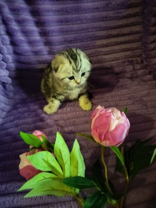 Вязка. Котик ждёт дам.