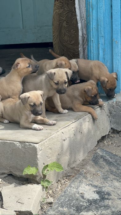 Щенки срочно отдам в добрые руки