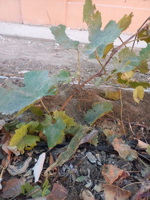 Рассада вишня, виноград