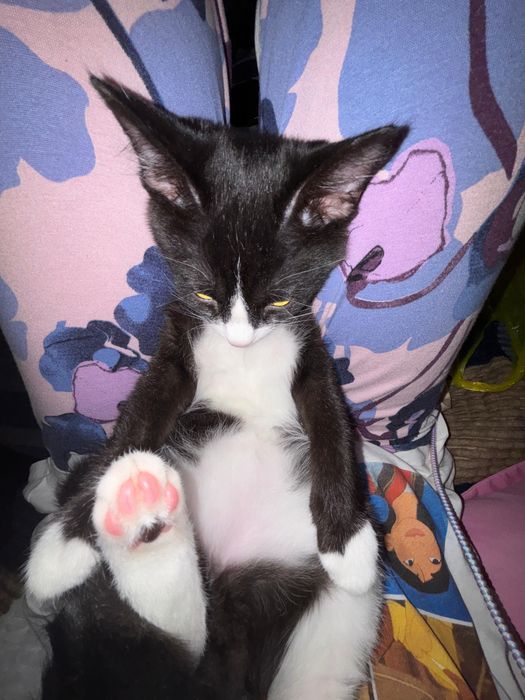Котик Рой 8 месяцев