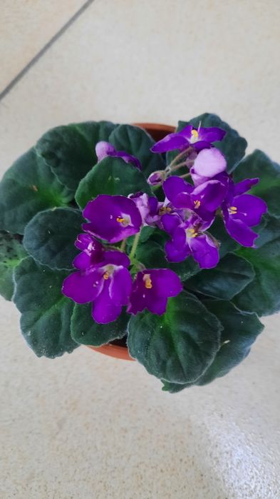 Продам  фиалку сорт пани Валевска