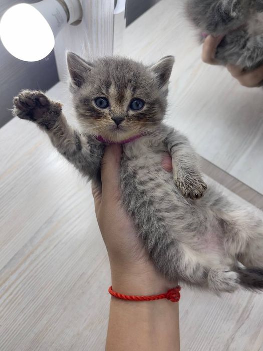 Mushukchalar Sotiladi