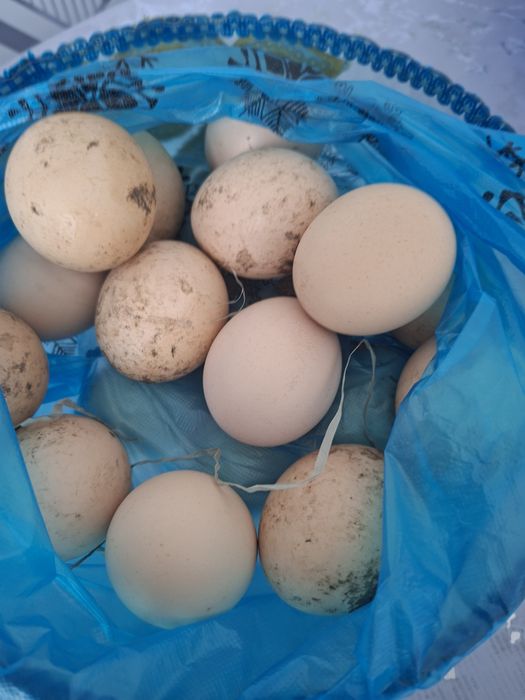 Домашние Яйца дакана