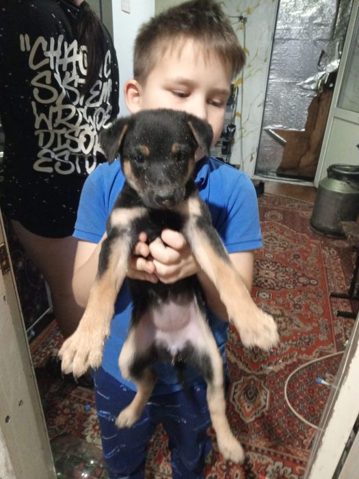 Щенки мальчики и девочки