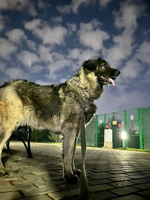 Овчарка взрослая