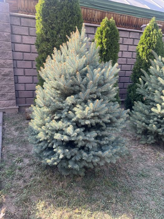 Елка ели продам 5 шт  по 90000