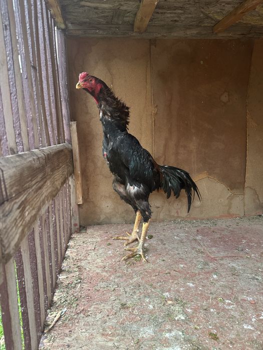 Кытай зат.қаны таза.