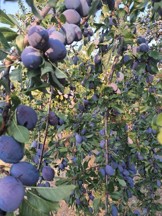 Prune pentru țuică