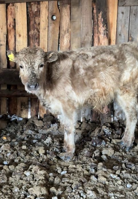 Продам телку и бычка