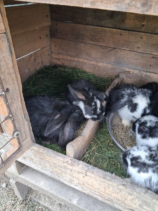 Iepurasi berbec german