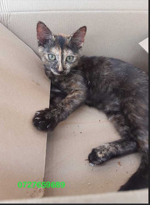Ofer spre adoptie o  pisicuta dragalasa
