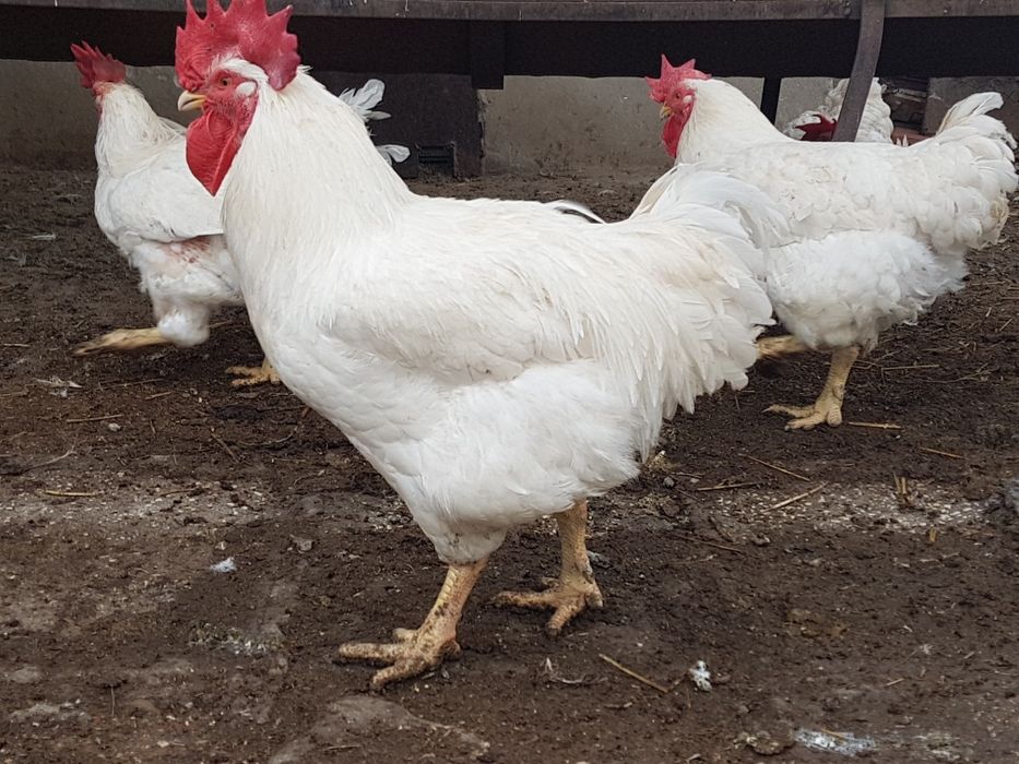 Кокошки Бройлери млади, кокошки, пилета,