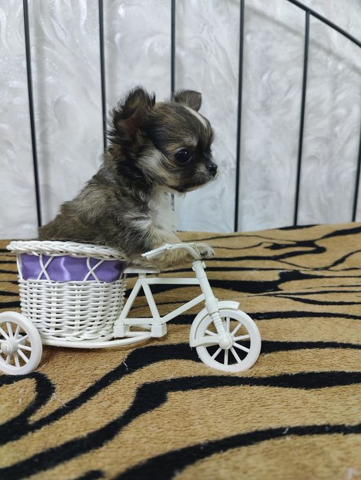 Продаётся миниатюрный мальчик чихуахуа