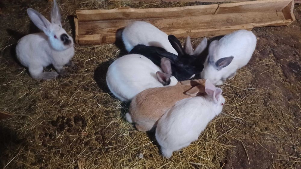 Продавам зайци различна възраст