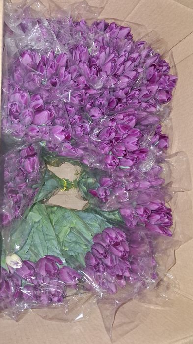 Тюльпан оптом Беларусь