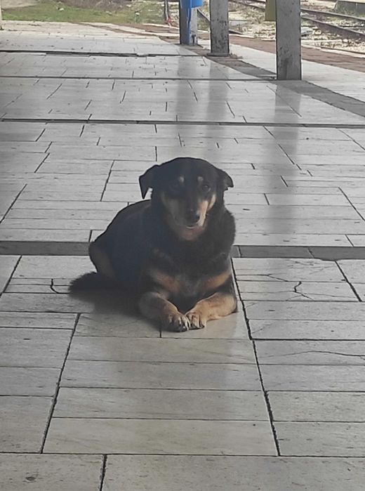 Бубка търси дом!