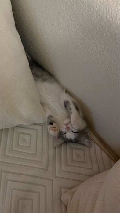 Продается Котенок 2-3 месяца