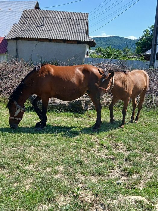Iapa de vinzare are 8 ani  si minza 10 luni