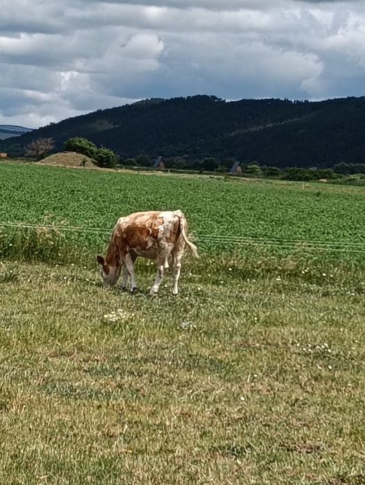 Vițele de vânzare