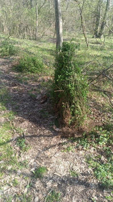 Lemn câinesc gard viu