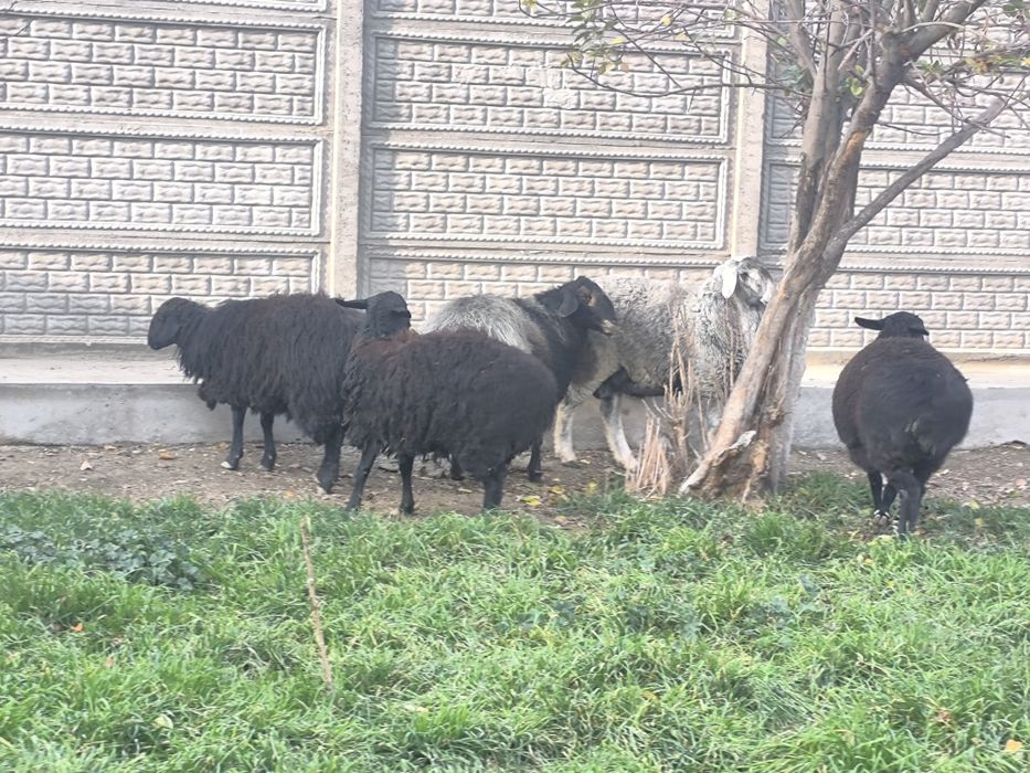 Бара казоки сотилади