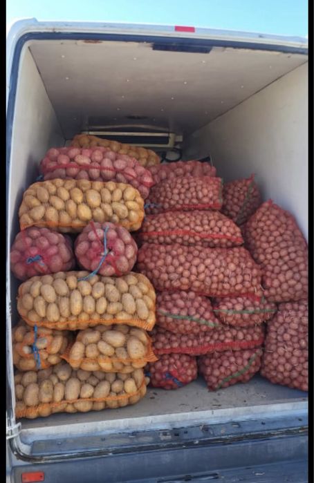 Sămânță de cartofi