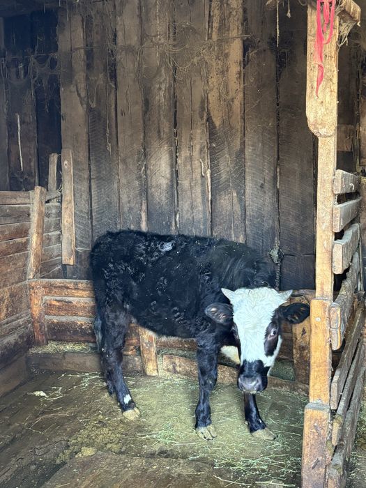 Продам Корову с Тёлочкой