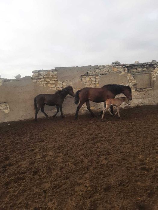 Продам ЛОШАДЕЙ разных возрастов