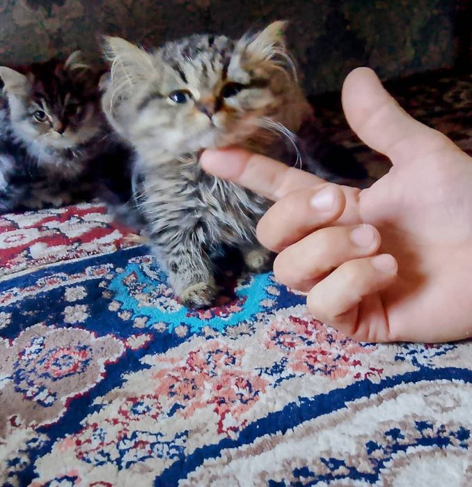 Продаются породистые котята