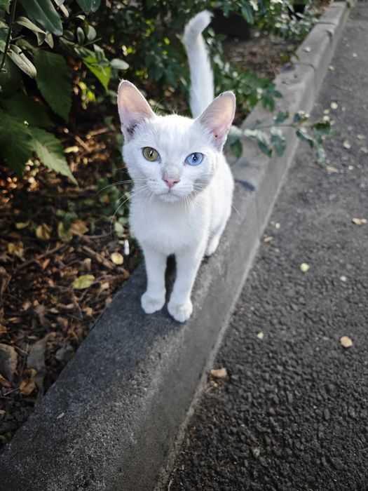 Котики без оплаты