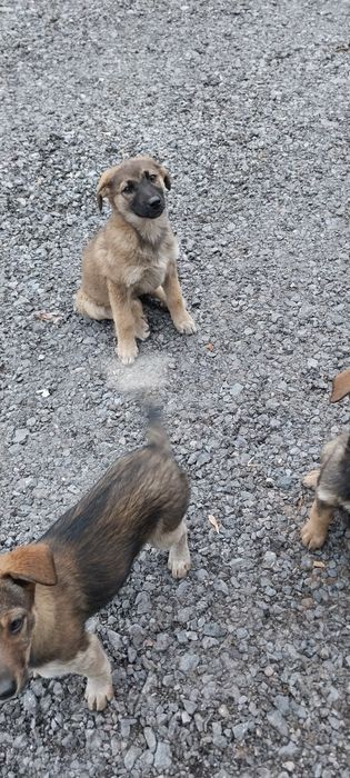 Щенки Заводские в дар!