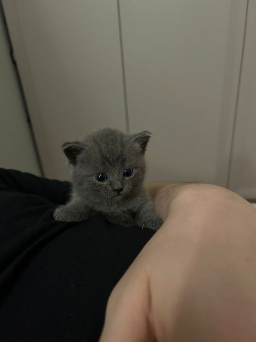 Британский мысык