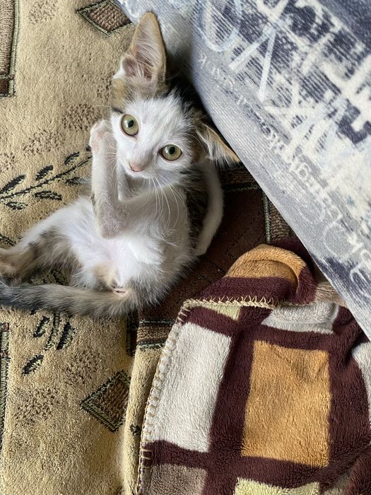 Отдается котенок