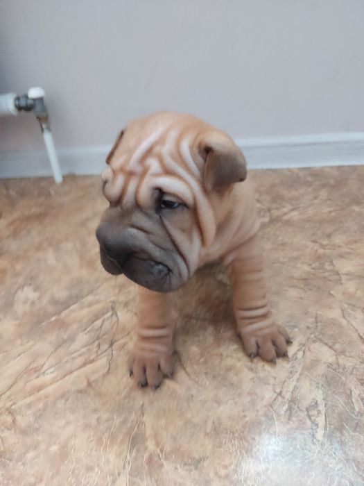 Продам щенков Шарпеев