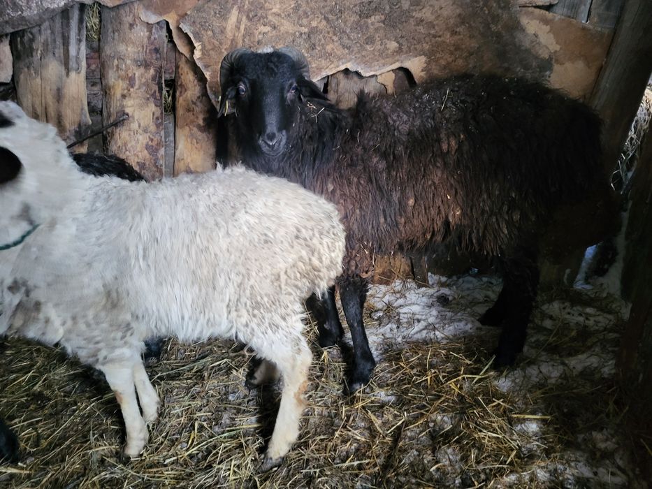 Продам баранов с откорм