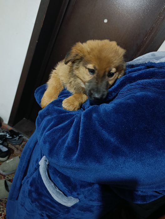 Отдам щенят(девочки) 3 месяца в добрые руки